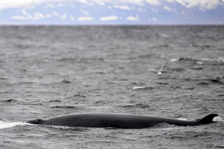 Icelandic whalers had to travel further than usual from the coast to find whales, which increases costs