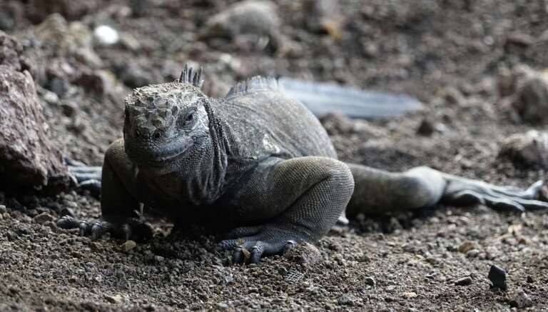 Iguanas are among the unique creatures inhabiting the Galapagos Islands whose existence is threatened by plastic waste