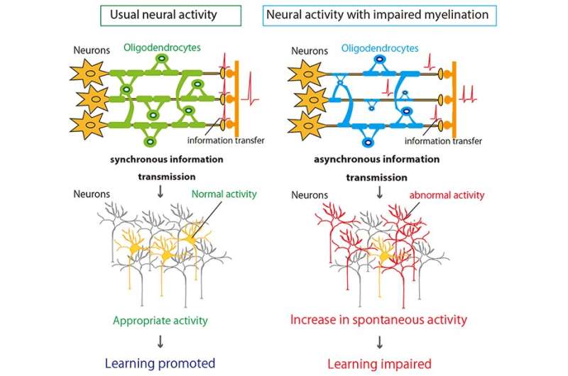 Illumination of abnormal neuronal activities caused by myelin impairment suggests possible contribution to learning deficits