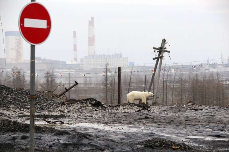 Images of the visibly exhausted animal roaming the Norilsk area in search of food have gone viral