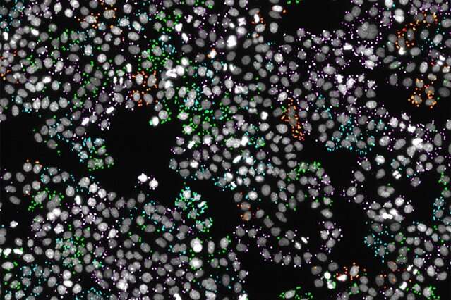 Imaging combined with genetic screening of cells enhances genomic discoveries