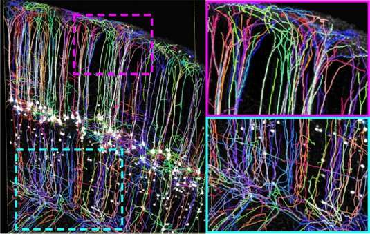 Imaging nerve-cell interactions