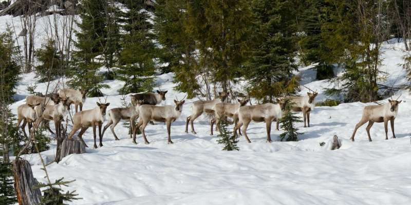 Immediate population management needed to save remaining caribou herds, study shows