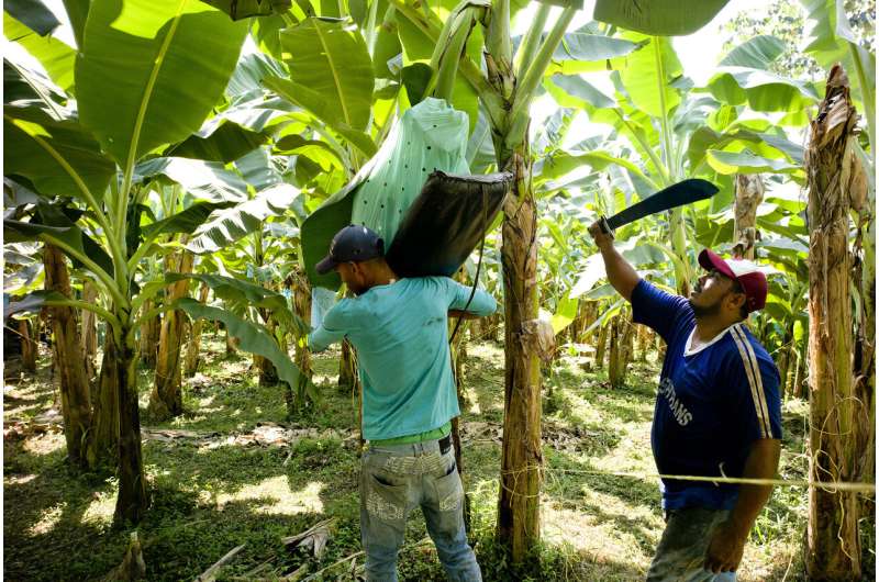 Impact of climate change on global banana yields revealed