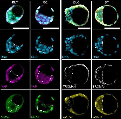 Implantable 3D blastocyst-like embryonic structure generated from mouse stem cells