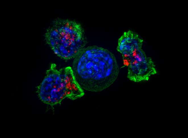 Improving the body's ability to fight cancer and intruders