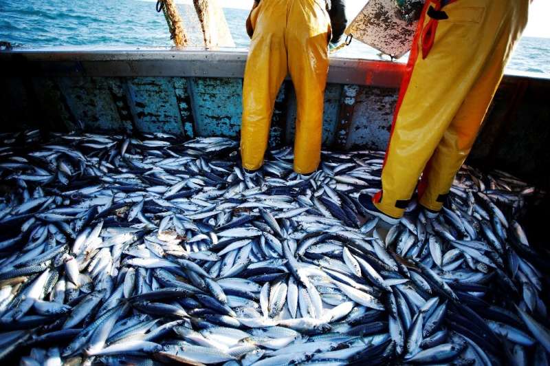 In 2017, global catches topped 92 billion tonnes, more than four times the amount fished in 1950, according to the United Nation