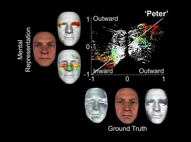 In a world first, neuroscientists have been able to construct 3-D facial models using information stored in the