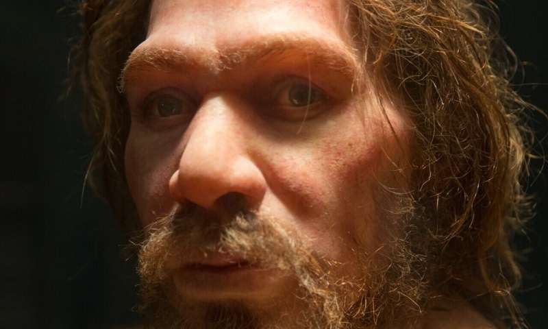 Inbreeding and population/demographic shifts could have led to Neanderthal extinction