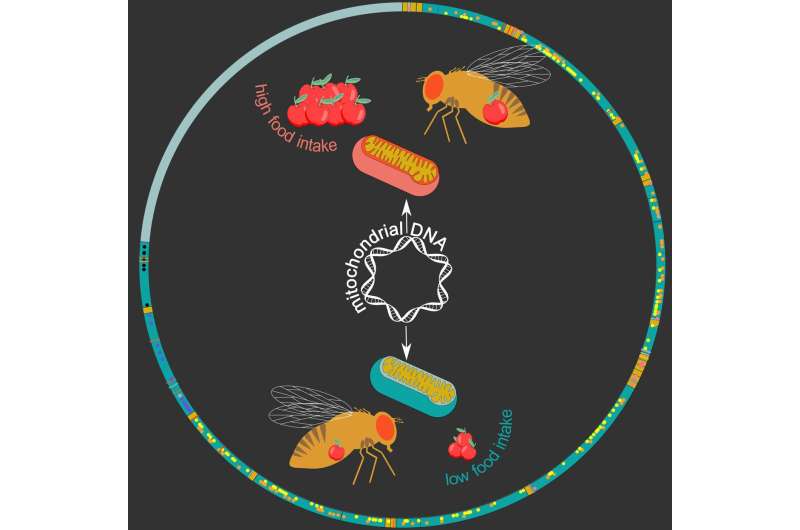 Increasing food intake by swapping mitochondrial genomes