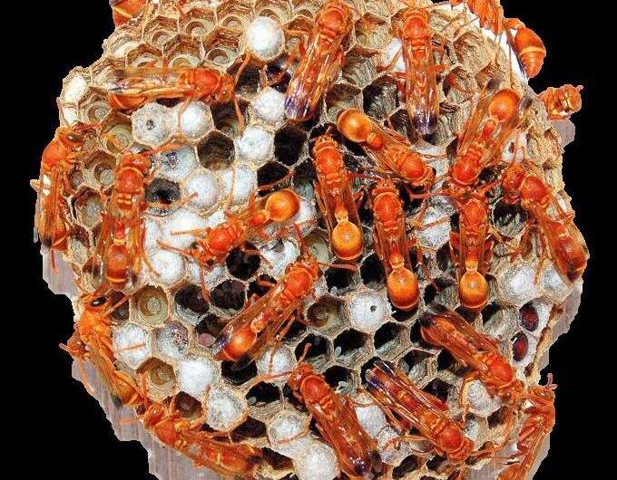 Indian paper wasps have their favourite places in their nests