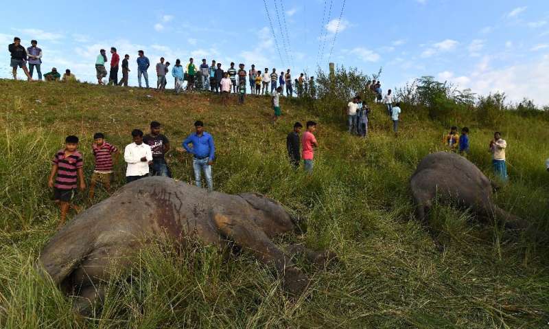 Indian villagers look at the bodies of two  elephants killed after being struck by a train in 2017