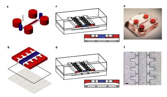 Inducing an osteoarthritic (OA) phenotype in a cartilage-on-a-chip (COC) model