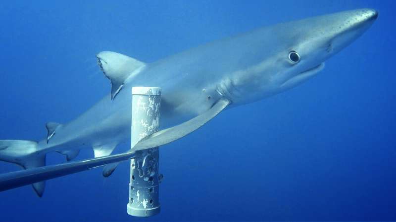 Industrial fishing behind plummeting shark numbers