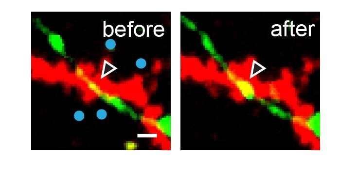 Inhibitory synapses grow as ‘traffic controller’ at busy neural intersections