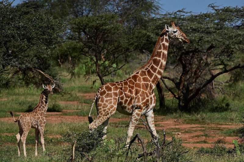 In Kenya, Somalia and Ethiopia, reticulated giraffe numbers fell 60 percent in the roughly three decades to 2018