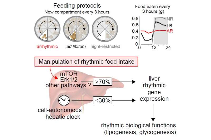 In mice, feeding time influences the liver's biological clock