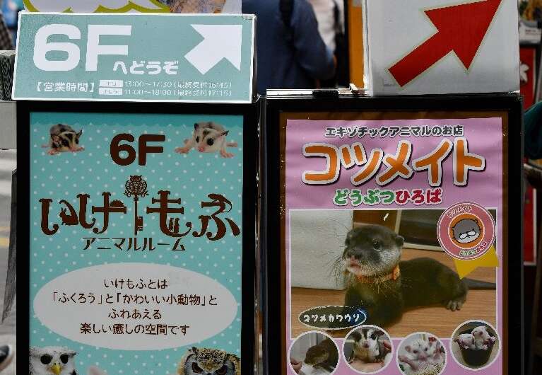 In 'otter cafes', customers can feed the caged mammals and snap a selfie with them