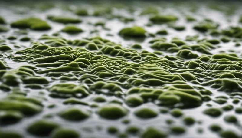 In­sects, algae still far from be­ing a favourite food in Eu­rope