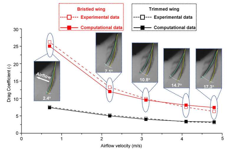 Insects' drag-based flight mechanism could improve tiny flying robots