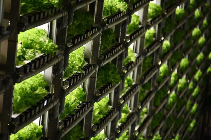 In some facilities in Japan vegetables are grown stacked on shelves several metres high