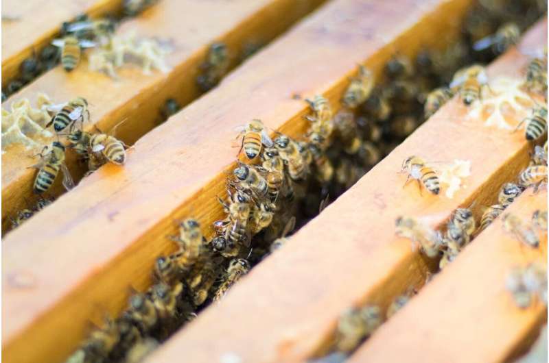 'Intensive' beekeeping not to blame for common bee diseases
