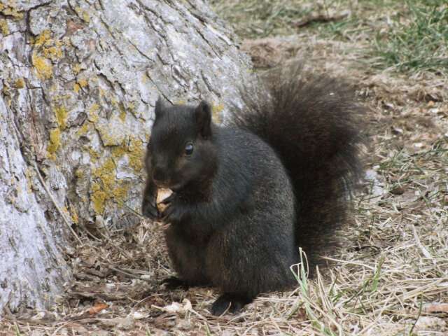 Interbreeding turned grey squirrels black -- study