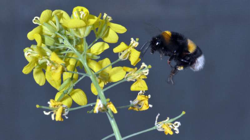 Interplay of pollinators and pests influences plant evolution