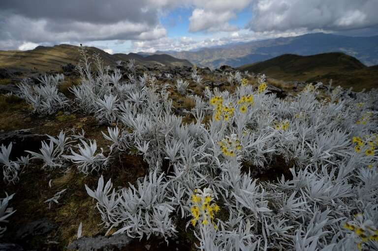 In the Andes, the paramo ecosystem—at an altitude of about 4,000 meters (13,120 feet)—is a tropical mountainous area with hardy 
