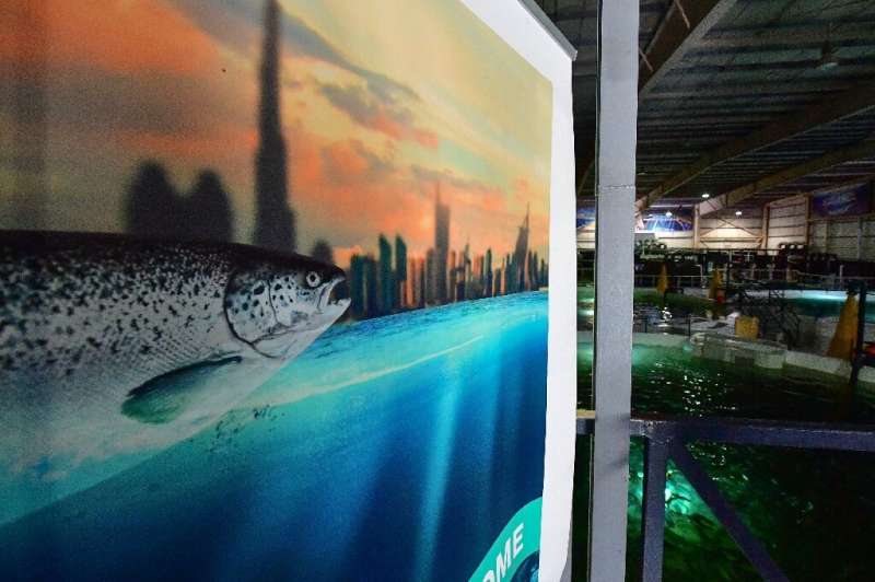 In the Dubai desert, Atlantic conditions are recreated to raise thousands of salmon in tanks