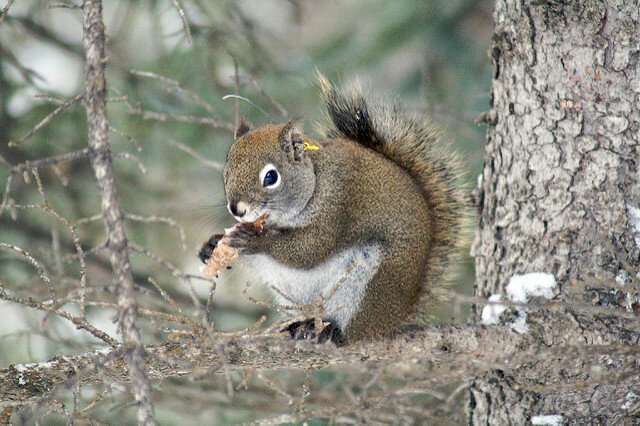 In the squirrel world, prime real estate is determined by previous owner, study reveals
