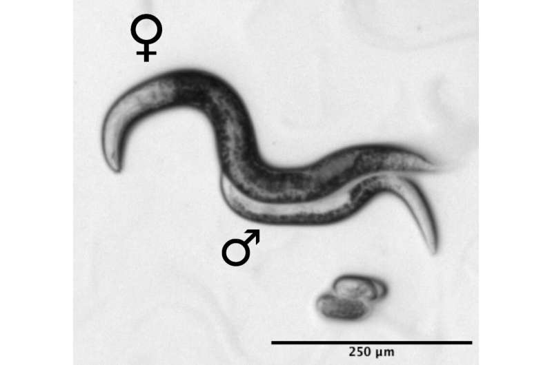 In this nematode species males are needed for reproduction but not their genes
