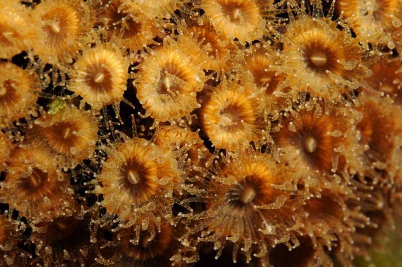 In this undated photo released by Science Advances, Cladocora caespitosa coral polyps are seen underwater near the Columbretes I
