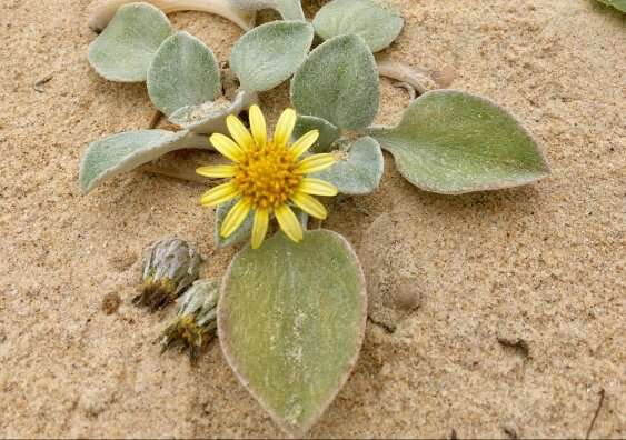 Introduced daisy changes its appearance on Australian beaches, defying evolutionary expectations