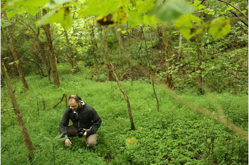 Invasion of the Japanese stiltgrass: WVU biologist targets plant that wreaks havoc