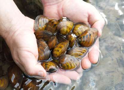 Invasive round gobies may be poised to decimate endangered French Creek mussels