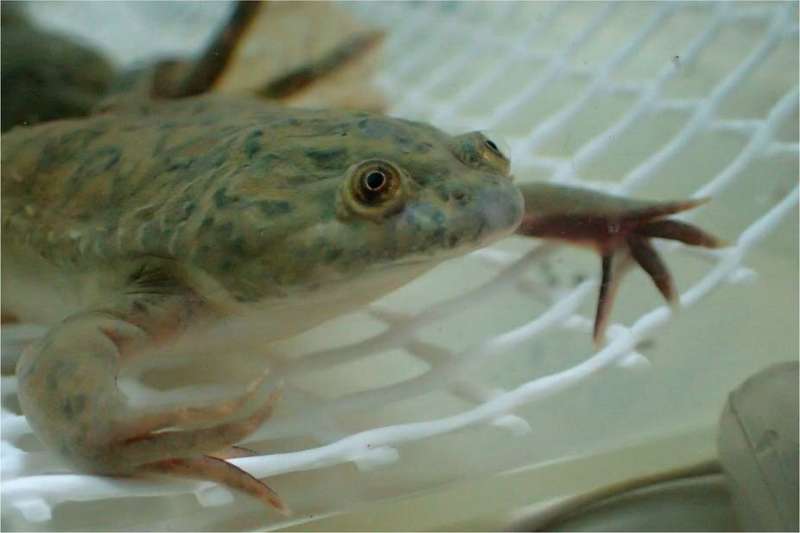 Invasive tadpoles can recognise potential predators in new environments