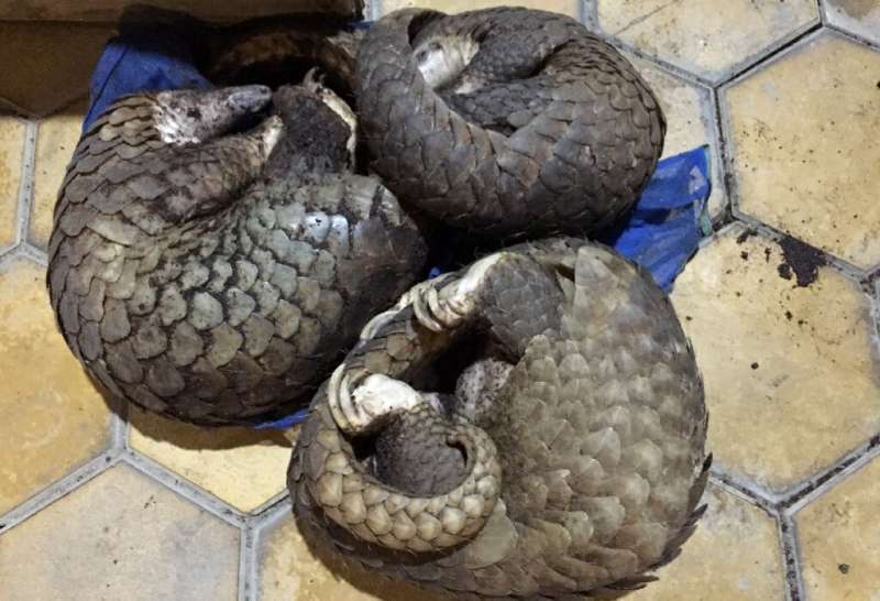 In Vietnam pangolin meat is considered high-end and hard to find and their scales are used in traditional medicine to treat alle