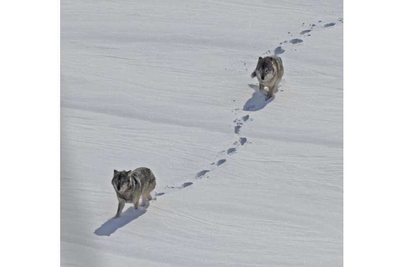 Isle Royale winter study: 13 new wolves, 20 radio-collared moose