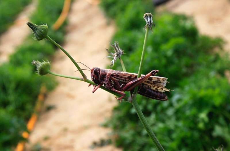 Italian farmers say there is no current solution to the locust invasion