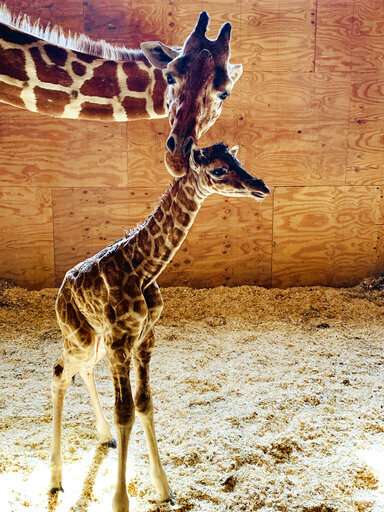 It's a boy! April the Giraffe gives birth again