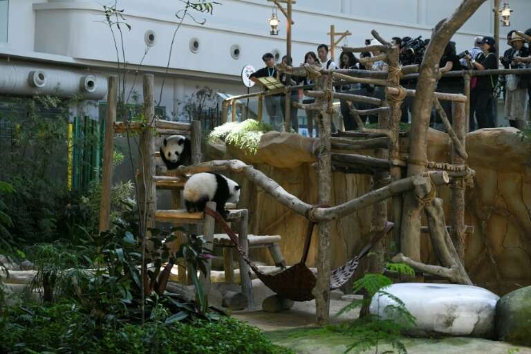 It's estimated there are some 1,800 giant pandas left in the wild, most of them in the mountains of western China