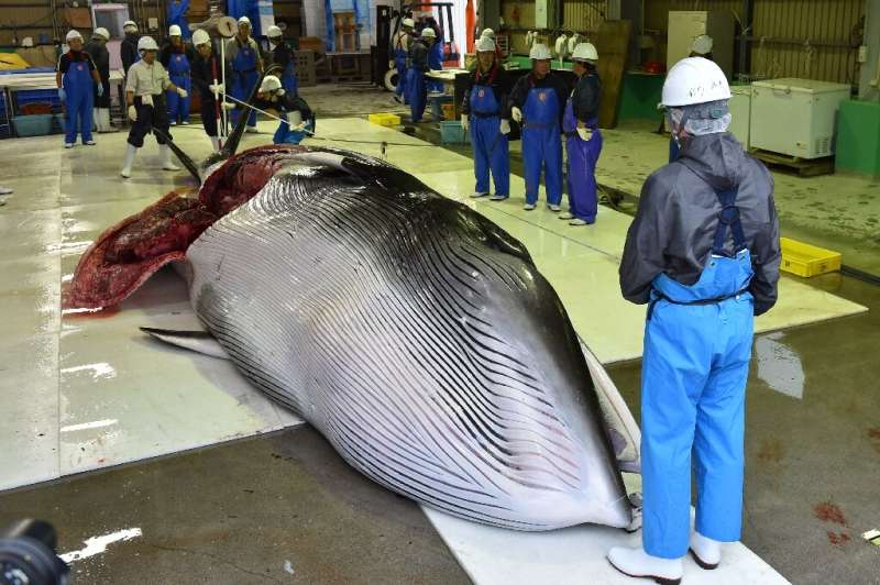 Japanese whalers caught two minkes off the northern shores of the country as the first commercial hunts resumed
