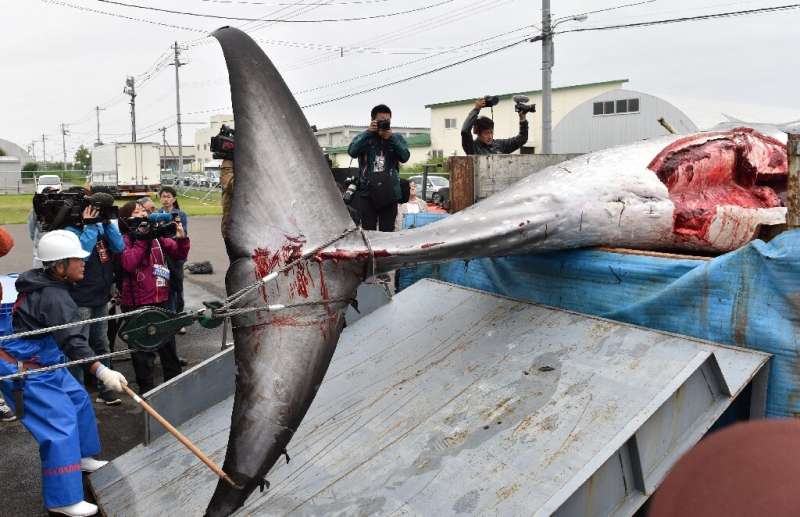 Japan plans to catch 227 whales through the commercial hunting season until December