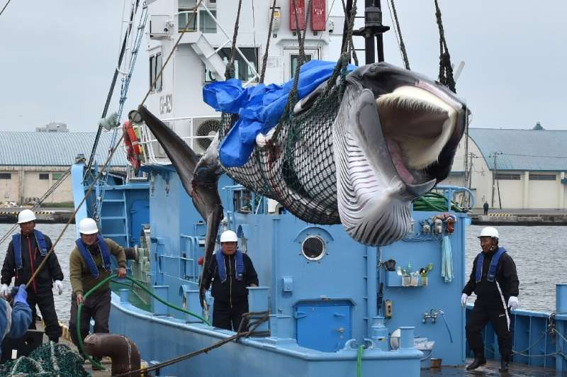 Japan resumed commercial whaling in its territorial waters for the first time in decades last month  brushing aside conservation
