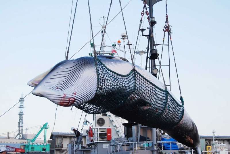 Japan's decision in December to withdraw from the International Whaling Commission sparked a firestorm of criticism from environ