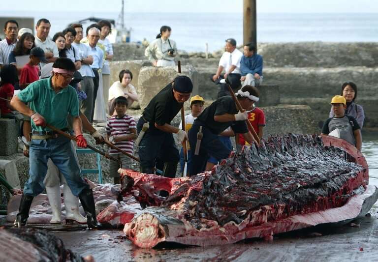 Japan sparked outrage when it decided to withdraw from the International Whaling Commission, saying it would return to commercia
