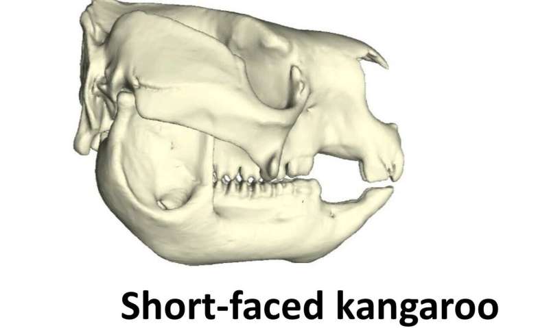 Jaws reveal Australia's ancient marsupial panda