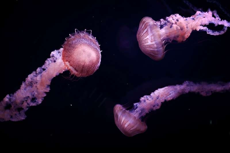 Jellyfish are breeding at a much higher rate than before, thanks to changes in their enviroment wrought by human activity
