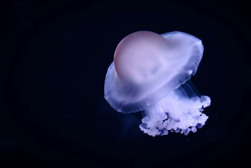 Jellyfish can be found in all the seas and oceans of the world